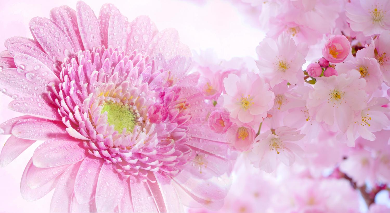 Quốc hoa Nhật Bản: Hoa Anh Đào hay Hoa Cúc?
