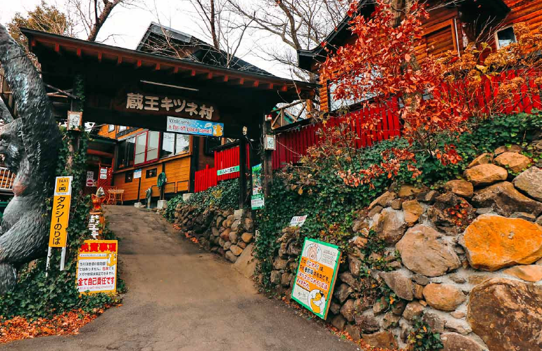 Ngôi làng kỳ lạ: Cáo đến thăm mỗi ngày, du khách tò mò đến xem